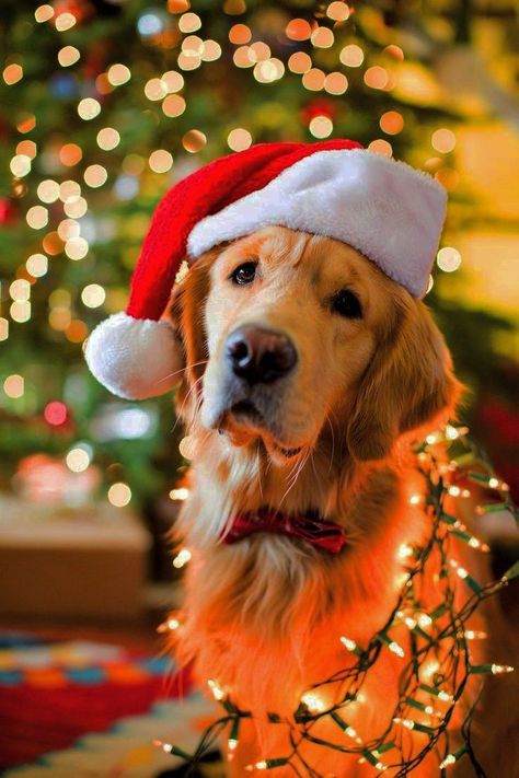 Xmas Dog Pictures, Cute Christmas Dog Pictures, Golden Retriever Picture Ideas, Xmas Photos With Dogs, Puppy Holiday Photoshoot, Dog Christmas Lights Photos, Christmas Pic With Dog, Cute Dog Christmas Photos, Golden Retriever Christmas Pictures