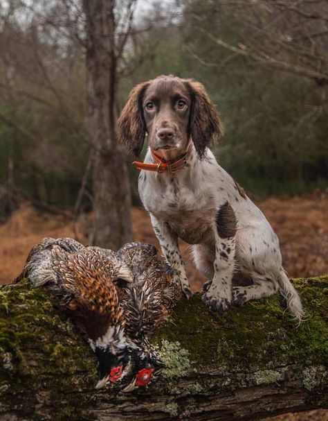 Gentleman Bobwhite Working Springer Spaniel, Working Spaniel, Sprocker Spaniel, Bobwhite Quail, Springer Spaniel Puppies, Working Cocker, Spaniel Puppies, The Gentleman, English Springer