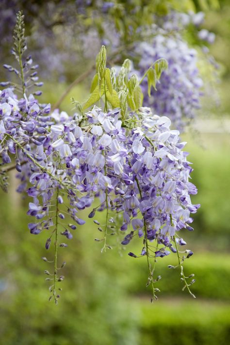 Wisteria wants to bloom when it feels increased warmth from direct sunlight and when there is nothing above to climb. Wisteria Trellis, Flowers Name List, Wisteria Sinensis, Wisteria Plant, Wisteria Flower, Porch Plants, Wisteria Tree, Purple Wisteria, Growing Vines