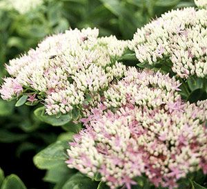 Sedums are good for the Midwest - easy to grow, stingy with water, rich in texture and shape Midwest Flowers, Midwest Gardening, Purple Emperor, Desert Gardens, Golden Afternoon, September Flowers, Edging Plants, Perennial Flowers, Australian Garden