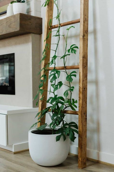 Rhaphidophora Tetrasperma plant on a wooden trellis Boho House Plants, Hoya Plant Trellis Ideas, Plant Decorations Indoor, Mini Monstera Trellis, Diy House Plant Trellis, Diy Trellis Ideas Indoor, Climbing Indoor Plants, Styling Plants Indoor, Indoor Trellis Ideas