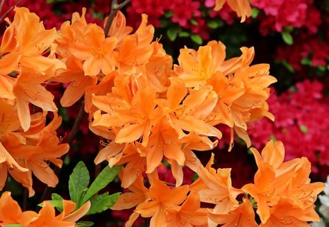 Orange Azalea Bush, Orange Azalea, Azalea Bush, White Azalea, Azalea Flower, Plant Tips, Bush Plant, Planting Ideas, Trailing Plants