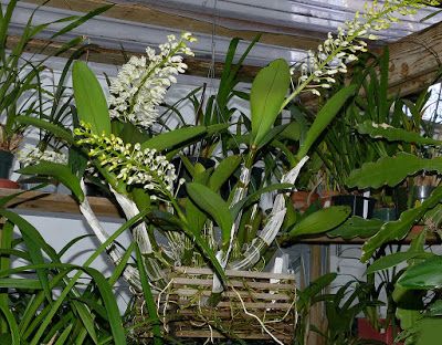 Dendrobium speciosum orchid plant care and culture Dendrobium Orchids Care, Rainforest Trees, Orchid Plant Care, Dendrobium Orchid, Tropic Of Capricorn, Orchid Plant, Dendrobium Orchids, Orchid Pot, Shade Cloth