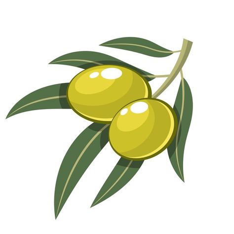 Olive Drawing, Olive Cartoon, Olive Illustration, Olive Wreath, Fruits For Kids, Culture Day, Green Olives, Easy Drawings Sketches, Green Olive