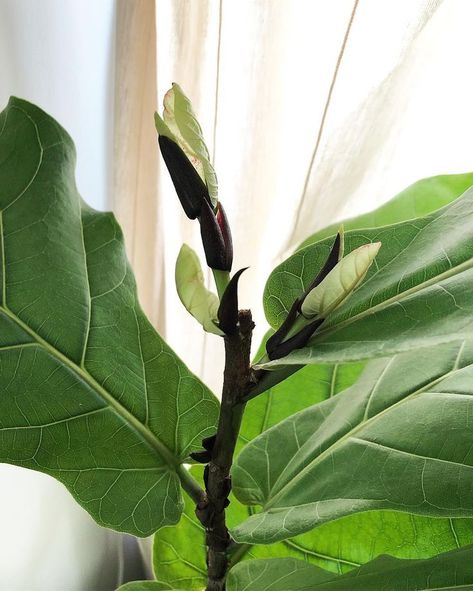 10 Things Nobody Tells You About Fiddle-Leaf Fig Trees - Gardenista Fiddle Leaf Fig Care, Fiddle Fig Tree, Creeping Fig, Fiddle Leaf Tree, Rainforest Plants, Fig Trees, Florida Plants, Fig Plant, Fiddle Fig