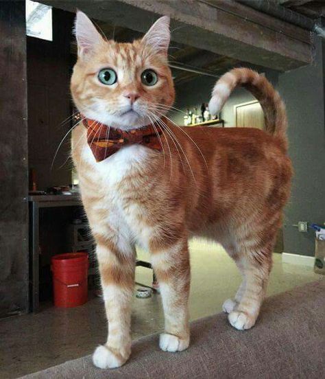 Cat With Collar, Elegant Pose, Cat Apparel, Christmas Dance, Orange Cats, Ginger Cats, Cute Cats And Kittens, Cats Meow, Beautiful Cats