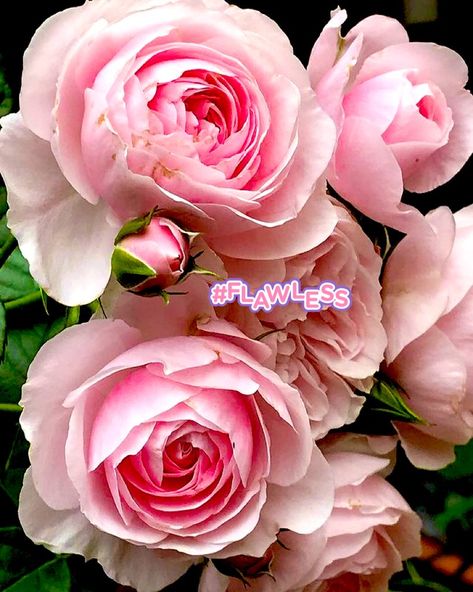 Roses Photography, Spring Flower Arrangements, Types Of Roses, Beautiful Rose Flowers, English Roses, Gardening Supplies, Spring Flower, Jolie Photo, Flower Lover