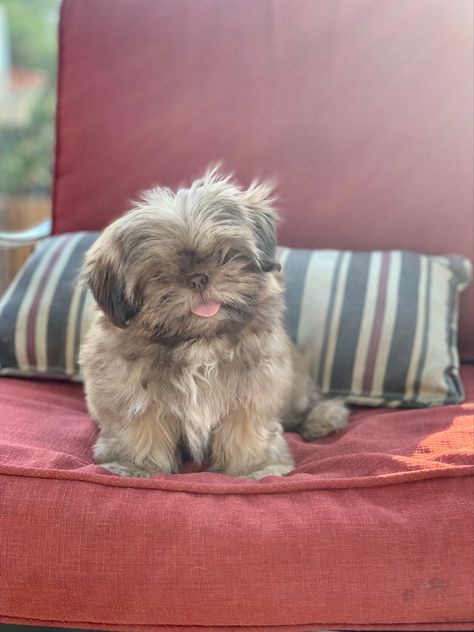 Shih Tzu Puppy, Shih Tzu, Dogs And Puppies, Puppies, Dogs, Animals, Pins