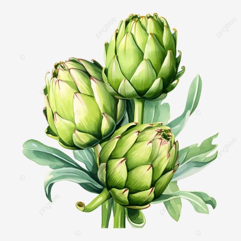 watercolor artichoke vegetable clip art watercolor artichoke artichoke vegetable vegetable png Watercolor Artichoke, Transparent Watercolor, Png Art, Art Clip, Transparent Image, Art Watercolor, Artichoke, Free Design Resources, Png Transparent