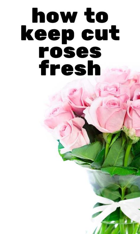 How To Make Roses Last Longer, Horticultural Therapy, Rose Plant Care, Flowers Last Longer, Long Vase, Rose Flower Arrangements, Fresh Cut Roses, How To Make Rose, Rose Flower Pictures