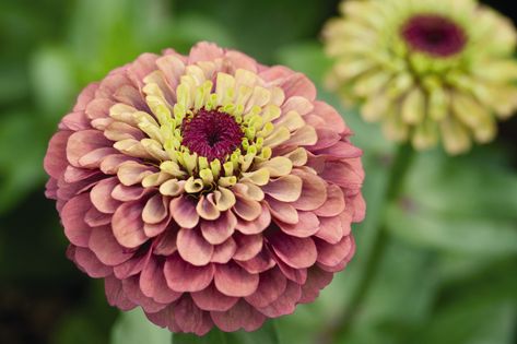 🌱 Volmary on Twitter: "🔤 Z for the beautiful #Zinnia This beautiful 'redlime greenlime' is available as #seed. We just love this colour combination 💚💛💕 #alphabettyblooms #flowers #flower #floral #flowermagic #tuesdaymotivations #tuesdayvibe #gardening #mygarden #volmary #planthappy… https://t.co/Y0UPHsbawa" Seed Starter Kit, Zinnia Elegans, Seed Starter, Border Plants, Cut Flower Garden, Seed Company, Ornamental Grasses, Flower Farm, Growing Flowers