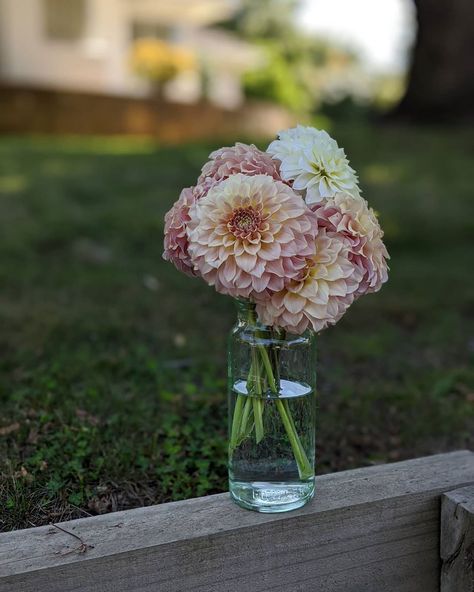 Mount Joy Cottage on Instagram: “Coorabell astrid is a new one to our dahlia patch this year but with that sensational colour she's definitely here to stay. 😍” Dahlia Patch, Greenery Arrangements, Dahlia, This Year, Cottage, Floral, On Instagram, Instagram