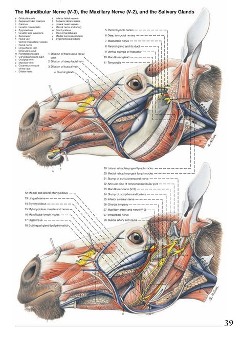 Anatomy of the horse Leg Muscles Anatomy, Veterinary Technician Gifts, Veterinary Anatomy, Equine Veterinary, Med Vet, Animal Studies, Horse Skull, Veterinary Science, Vet Medicine