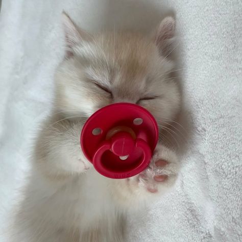 Cat With Pacifier, Hate Cats, Cute Cats And Dogs, Pet Owners, Kittens Cutest, Cute Cats, Funny Cats, Dog Cat, Kittens