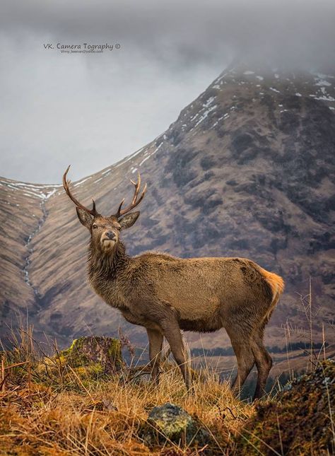 The Monarch of The Glen, Scotland Monarch Of The Glen, Paisley Scotland, Woodland Cottage, Scotland History, Scottish Homes, Scottish Countryside, Scotland Forever, Scotland Castles, The Monarch