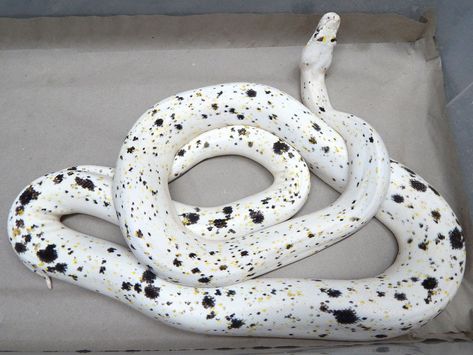 Reticulated Python Morph, Cow Reticulated Python, Snake Colors, Pet Python, Snake Breeds, Danger Noodles, Snake Photos, Reticulated Python, Cool Snakes