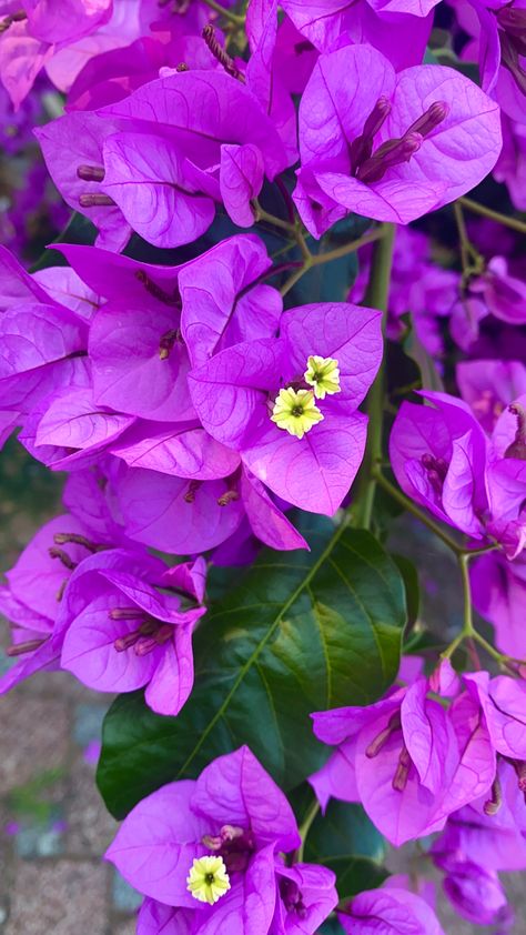 Magenta Flowers, Botanical Plants, Lovely Lavender, Bougainvillea, Anime Scenery Wallpaper, Hibiscus Flowers, Scenery Wallpaper, Anime Scenery, Hibiscus