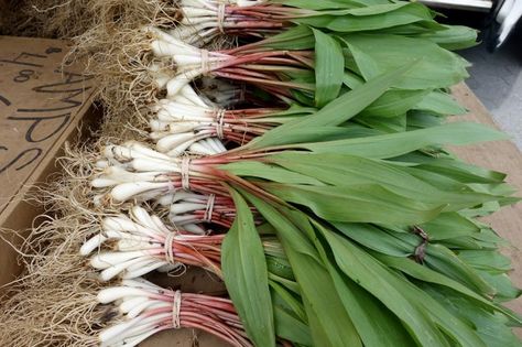 Wild garlic - yum! Korean Mountains, Wild Ramps, Korean Cooking, Wild Garlic, Spring Vegetables, Cooking Ingredients, Leeks, Garlic, Herbs