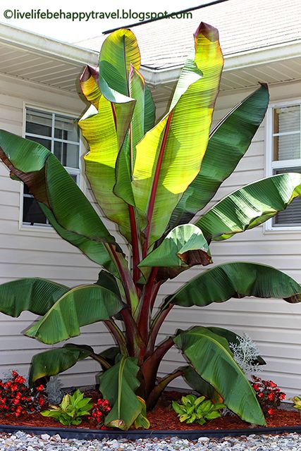 Red Banana Tree, Palm Trees Garden, Tropical Backyard Landscaping, Red Banana, Tropical Landscape Design, Ficus Pumila, Tropical Garden Design, Tropical Backyard, Banana Plants