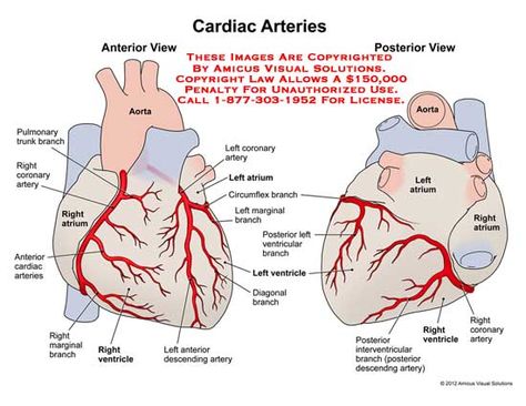 Arteries Anatomy, Anatomy Heart, Coronary Artery, Coronary Arteries, Anatomy, Trunk