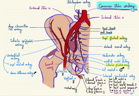 Iliac Artery, Arteries Anatomy, Ipad Notes, Medical Student Motivation, Clogged Arteries, Magnesium Benefits, Airbnb Promotion, Muscle Anatomy, Pelvic Pain