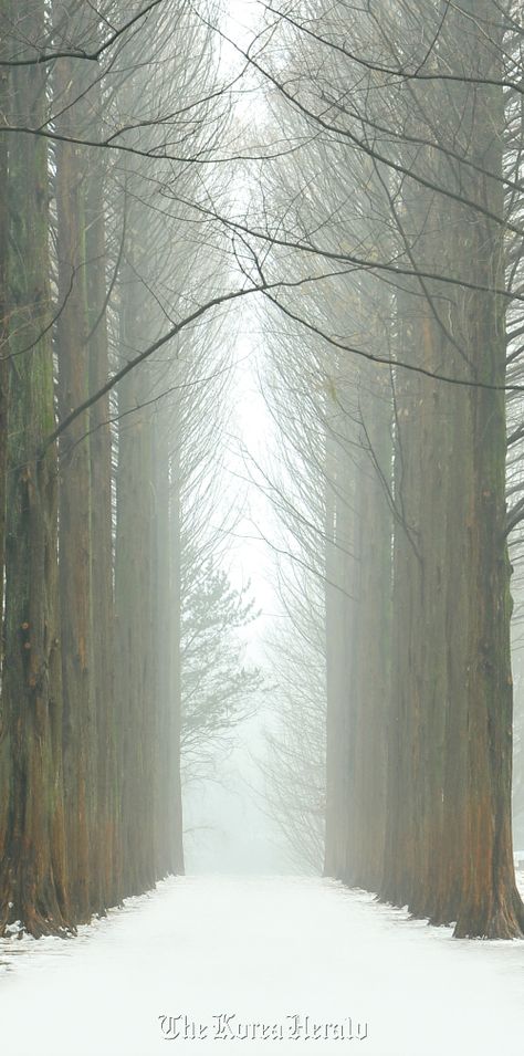 Nami Island Winter, Nami Island Korea, Fit Moodboard, Winter In Korea, Island Background, Dawn Redwood, Korea Winter, Nami Island, Winter Wallpaper