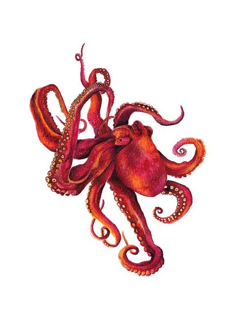 Red crawler Octopus Watercolor Painting, Octopus Pictures, Octopus Artwork, Octopus Watercolor, Octopus Drawing, Octopus Illustration, Art Wave, Octopus Tattoos, Red Octopus