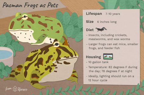 Frog Pets, Frog Pet, Meme Frog, Frog Habitat, Frog Terrarium, Horned Frog, Frog Tank, Pacman Frog, Reptile Care