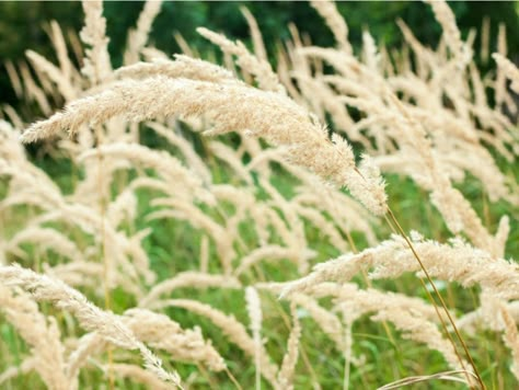 Care Of Korean Feather Reed Grass: A Guide To Growing Korean Feather Grass Ornamental Grasses For Shade, Eco House Ideas, Tall Perennials, Garden Bushes, Blue Oat Grass, Feather Reed Grass, Landscaping Shrubs, Grass Plants, Front Landscape