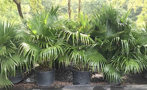 Chinese Fan Palm (Livistona Chinensis) - Cold Hardy Palms & Bamboo, Tree Experts Charleston Palm Tree Care, Livistona Chinensis, Chinese Fan Palm, Chinese Fans, Chinese Fan, Fan Palm, Charleston Homes, Bamboo Tree, Tree Care