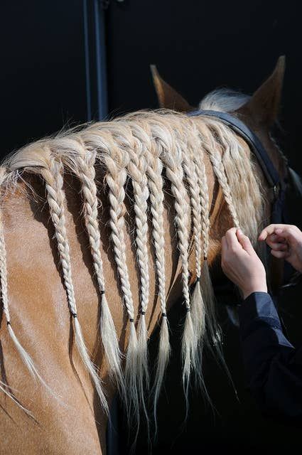 20 Horses With Better Hair Than You Horse Mane Braids, Horse Hair Braiding, Horse Braiding, Pinterest Tutorials, Tail Braids, Horse Mane, Horse Dressage, Horse Grooming, Long Braids