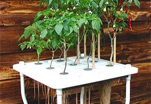 Hydroponic Gardening | Peak Prosperity Aeroponic System, Vertikal Garden, Growing Food Indoors, Hydroponic Garden, Hydroponic Farming, Hydroponics Diy, Hydroponic Growing, Aquaponics System, Hydroponics System