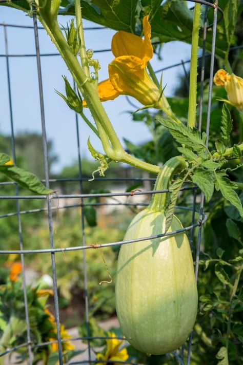 Planting Spaghetti Squash, Spaghetti Squash Plant, Spaghetti Squash Seeds, Squash Trellis, Squash Bugs, Squash Plant, Squash Seeds, Yard Care, Winter Squash