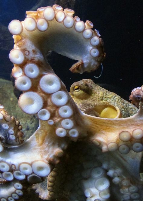 Octopus Photography, Pacific Octopus, Giant Pacific Octopus, Beautiful Sea Creatures, Sea Creatures, Octopus, Hanging Out, Barcelona, Internet