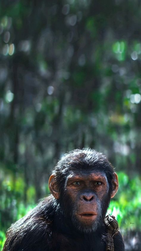 Plant Of The Apes, Dawn Of The Planet, Go Ape, Barack And Michelle, Horror Movie Art, Dark Phone Wallpapers, Movies And Series, Iphone Wallpaper Themes, Planet Of The Apes