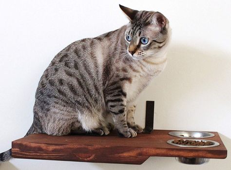 Cat Shelf and Activity Center Shopping Guide - This Old House Cat Feeding Shelf, Floating Cat Shelves, Cat Tree Plans, Cat Feeding Station, Cat Furniture Design, Chat Diy, Pet Feeding Station, Food Shelf, Dog Feeding Station