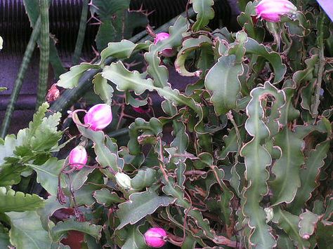 epiphyllum Epiphyllum Cactus, Orchid Cactus, Wet Paper, Sphagnum Moss, Garden Deck, Plants Succulents, Plant Seeds, Christmas Cactus, Love Garden