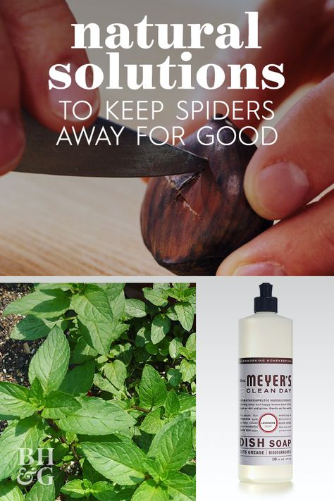 Spider Repellent Indoor, Spider Repellent Diy Indoor, Spiders Repellent Diy, Natural Spider Repellant, House Cleaning Hacks, Spider Repellent, Repellent Diy, Spiders Repellent, Get Rid Of Spiders