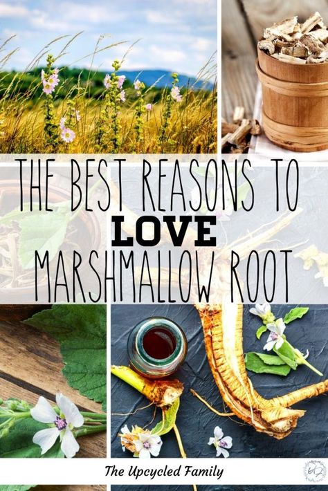 Marshmallow Root Benefits, Marshmallow Herb, Vegan Knowledge, Marshmallow Root Tea, Herb Benefits, Homestead Gardening, Grow Potatoes, Homegrown Food, Medicinal Garden