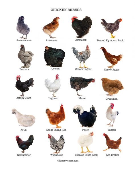 Cute Chicken Aesthetic, Chicken Drawing Cute, Chicken Animation, Cute Chicken Drawing, Chicken Breeds Chart, Maran Chickens, Different Breeds Of Chickens, Rhode Island Red Chickens, Chicken Aesthetic