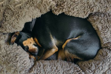 Dog Curled Up, Dog Lying Down, National Puppy Day, Puppy Day, Animal Reference, Dog People, 2023 Vision, Pet Sitters, Dog Beds