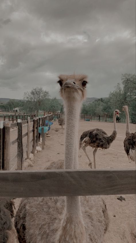 Cute ostrich Ostrich Aesthetic, Ostrich Drawing, Cute Ostrich, Ostrich Animal, Ostrich Farm, Bird Feeder Craft, Homesteading Ideas, Birds Wallpaper, Horseshoe Bay