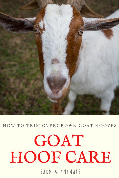 Goats’ hooves should be trimmed a minimum of once every ten weeks. Intervals of six-to-eight weeks are preferable. Overgrown hooves can cause pain, injury and illness. Goats with painful feet tend to move around, eat and browse less. A goat with serious hoof overgrowth may begin crawling about on its knees. In this article we discuss goat hoof care and provide tips and instructions on proper goat hoof trimming. Read on to learn more. Goat Hoof Trimming, Goat Hooves, Pet Healing, Goat Health, Hoof Care, Hobby Farm, A Goat, Hobby Farms, Pigs