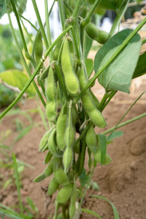 Backyard Garden Raised Beds, Growing Edamame, Soybeans Plant, Garden Raised Beds, Design Garden Ideas, Edamame Beans, Soy Beans, Bush Beans, Bean Seeds