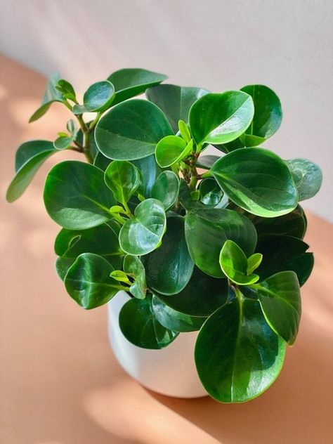 How to Grow Baby Rubber Plant | Peperomia obtusifolia Care | Balcony Garden Web Rubber Plant Care, Baby Rubber Plant, Peperomia Obtusifolia, Macrame Planter, Plant Journal, Rubber Plant, Plant Information, Evergreen Plants, New Roots