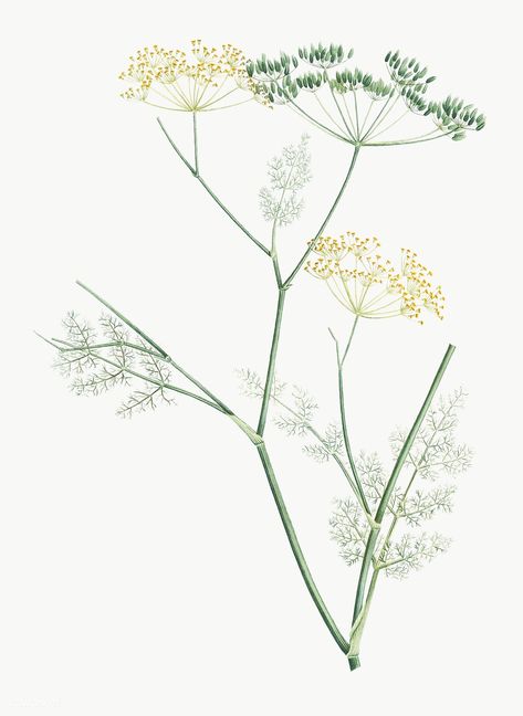 Fennel Flower Drawing, Fennel Illustration, Herbs Drawing, Wren Tattoo, Fennel Flower, Yellow Illustration, Botanical Background, Branch Drawing, Zestaw Ikon