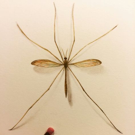 Crane fly Crane Fly, Scientific Illustration, Surrealism, Design, Nature