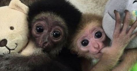 changos on Instagram: "qn para" Monkey Food, Two Monkeys, Baby Monkeys, Monkey Pictures, Pet Monkey, Monkeys Funny, Cute Monkey, Baby Monkey