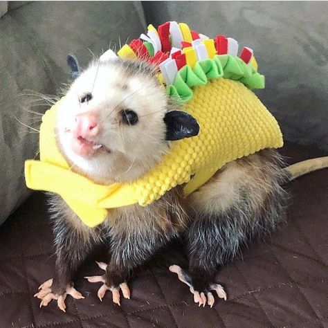 Baby Possum, Awesome Possum, Cute Rats, Trash Panda, Pretty Animals, Silly Animals, Cute Wild Animals, Taco Tuesday, Cute Animal Photos