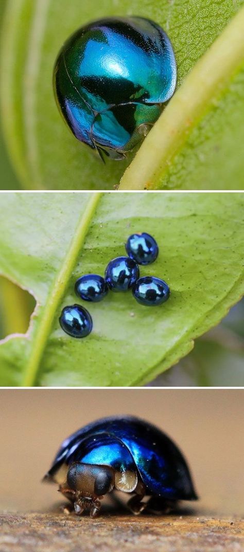 Cool Insects Beautiful, Insects Close Up, Pretty Bugs Insects, Beatles Bugs Insects, Bug Reference Photos, Cool Bugs Insects, Cute Bug Art, Blue Insects, Pet Bugs